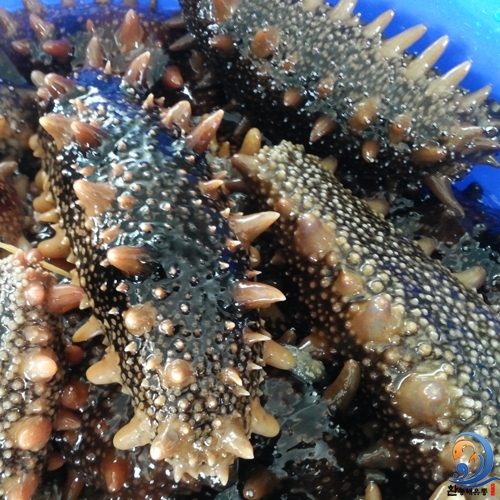 오돌오돌 바다의 향을 씹는 동해안 자연산 돌기 해삼