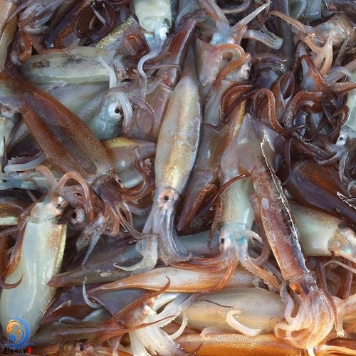 동해안 제철 오징어 100% 생물 굵직한 오징어