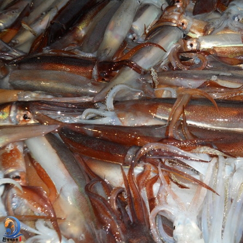 동해안 제철 오징어 100% 생물 굵직한 오징어